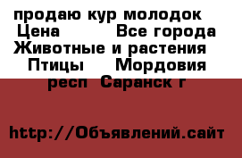 продаю кур молодок. › Цена ­ 320 - Все города Животные и растения » Птицы   . Мордовия респ.,Саранск г.